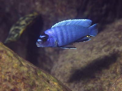 Pseudotropheus sp. 'perspicax tanzania' Lundo Island